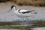 pied avocet