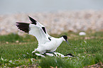 pied avocet