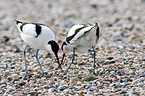 pied avocet