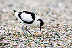 pied avocet