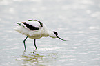 pied avocet