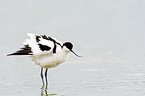pied avocet