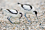 pied avocet