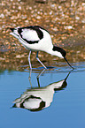 pied avocet