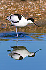 pied avocet