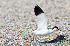 pied avocet