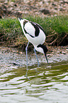 pied avocet