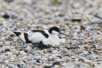 pied avocet