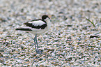 pied avocet