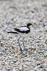 pied avocet