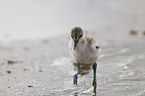 pied avocet