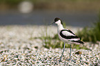 pied avocet