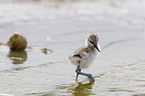 pied avocet