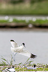 pied avocet