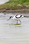 pied avocet