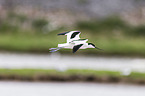 pied avocet