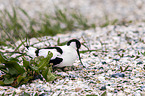pied avocet