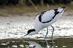 pied avocet