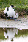 pied avocet