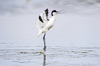 pied avocet