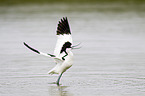 pied avocet