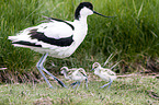 pied avocet