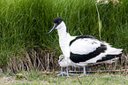 pied avocet