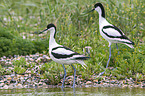 pied avocet