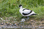 pied avocet