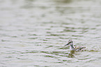 pied avocet