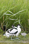 pied avocet