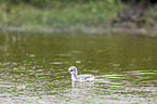 pied avocet