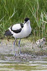 pied avocet