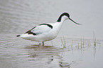 pied avocet