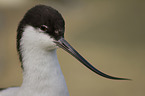 pied avocet