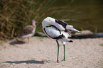 pied avocet
