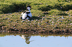 pied avocet