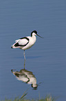 pied avocet
