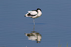 pied avocet