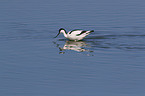 pied avocet