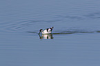 pied avocet