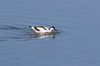 pied avocet