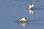 pied avocet