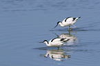pied avocet