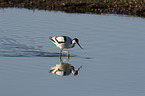 pied avocet