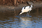 pied avocet