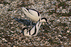 pied avocet