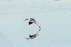 flying Avocet