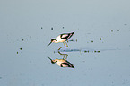 walking Avocet
