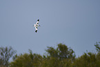 pied avocet